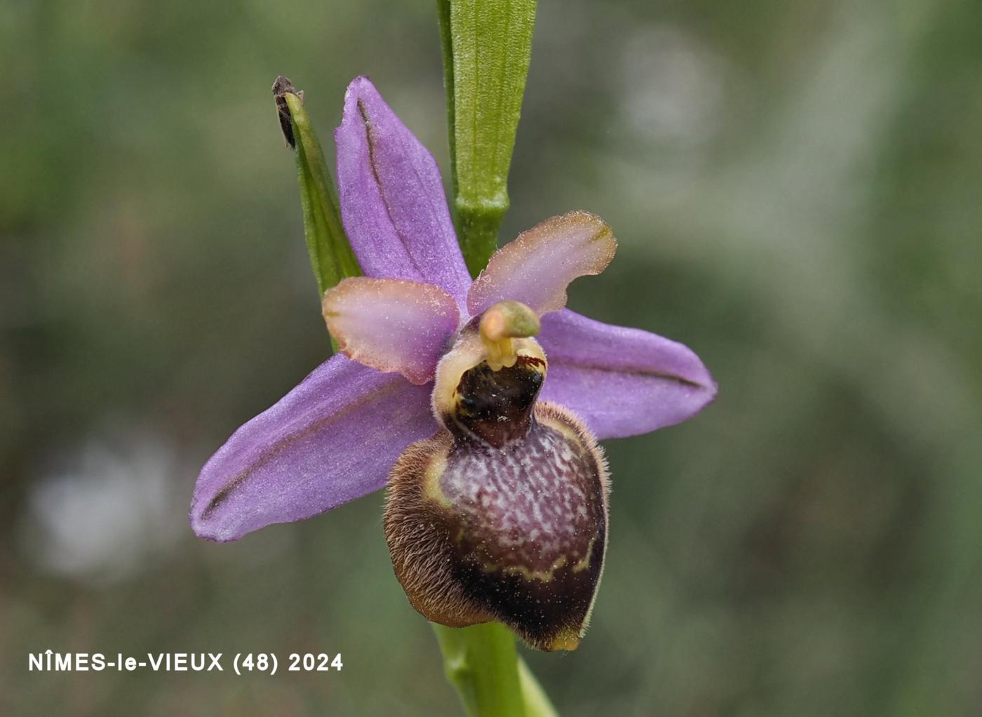 Ophrys of Aveyron flower